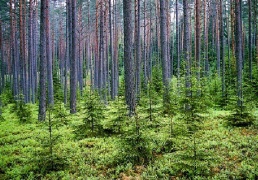 Ar išliks Lietuvos miškai?