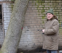 Romas Sadauskas: „Šis medis – pasmerktas.“ Vytauto Leščinsko nuotrauka