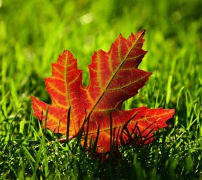 Pixabay vizualas